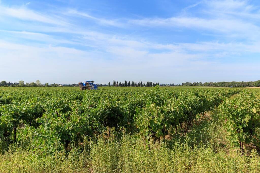 Les Gites De Grand Pere Jules Violes